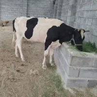 فروش یک راس گاو