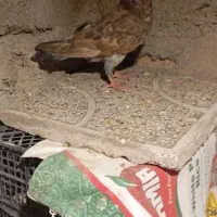 کفتر