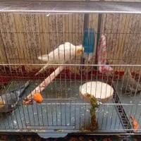 ۳ تا عروس هلندی سالم و باهوش و دستی|پرنده|سنقر, |دیوار