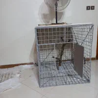 قفس|لوازم جانبی حیوانات|کلاردشت, |دیوار