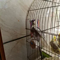 عروس هلندی