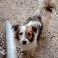 معاوضه با عروس هلندی|سگ|خمینی‌شهر, |دیوار