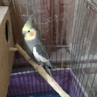 عروس هلندی مولد جفت