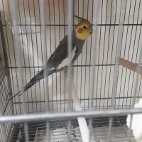 عروس هلندی گمشده