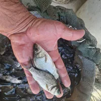 گرمابی بچه ماهی بیگهدوامور و...|ماهی|کرج, شهرک یاس شمالی|دیوار