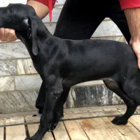 توله آلمانی ۴ماهه اصیل|سگ|صومعهسرا, |دیوار