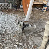 سگ پاکوتاه پشمالو