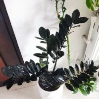 گمشده|اشیا|ارومیه, |دیوار