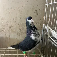 نر و ماده شهری گلدار