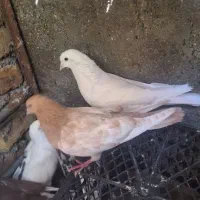 یک جفت نر ماده خوب