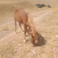 اسب|اسب و تجهیزات اسب‌سواری|بیرجند, |دیوار