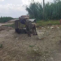 واگذاری سگ