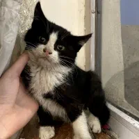 واگذاری بچه گربه