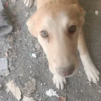 سگ دورگه سرابی