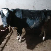 گاو هلشتاین ماده