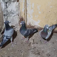 کبوتر پلاکی|پرنده|ویلکیج, |دیوار