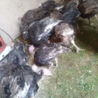 بوقلمون  شیش ماهه