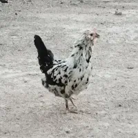 تخم مرغ گلین