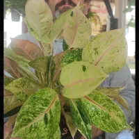 گل آگلونما پروانه ای