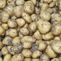 سیب زمینی بذری و سیب زمینی ممتاز|خدمات باغبانی و درختکاری|سرپل ذهاب, |دیوار