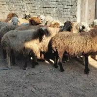 گوسفند میش،جون برای داشت،سالم