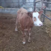 گاوسویسی باگوساله فروشی|حیوانات مزرعه|جغتای, |دیوار