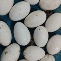 تخم غاز نطفه دار