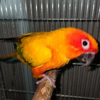 جفت خورشیدی مولد دستی و آروم