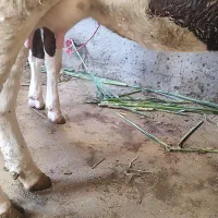 گاو