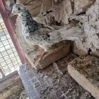 پلاکی|پرنده|حمیدیا, |دیوار