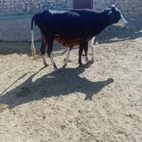 نر گوساله گاو سمینتال|حیوانات مزرعه|چیتاب, |دیوار