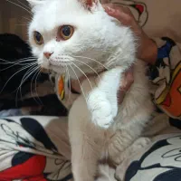 ماده اسکاتیش صورت خرسی