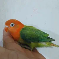 جوجه کوتوله