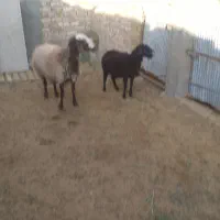 ۲عددبره ماده ومیش ۲قلو|حیوانات مزرعه|کاشان, دشت لتحر|دیوار