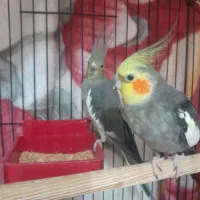 یک جفت طوطی عروس با ۳جوجه
