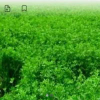فروش یونجه خرد شده