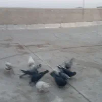 کبوتر|پرنده|ابهر, |دیوار