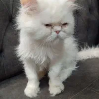 گربه پرشین|گربه|بیرجند, |دیوار