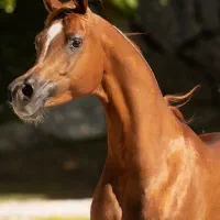 اسب عرب ۲سر نریان