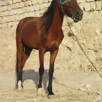 اسب عرب|اسب و تجهیزات اسب‌سواری|کوهدشت, |دیوار