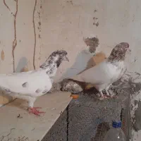 کفتر|پرنده|بندرعباس, |دیوار