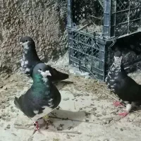 سه تا شهری دوتا نر یه ماده