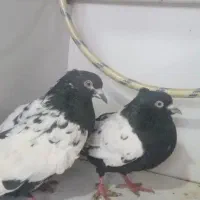 کفتر|پرنده|هشترود, |دیوار