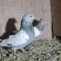 کفتر|پرنده|شیراز, کیان آباد|دیوار