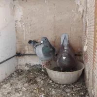 ۱۱ جفت آلمانی وحش اتم|پرنده|بیرجند, |دیوار