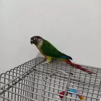 گرینچک کاملا رام و سخنگو|پرنده|بوکان, |دیوار