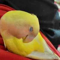 کتوله دستی اروم با هوش و شیطون