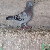 جوجه پلاکی|پرنده|مینودشت, |دیوار