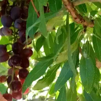 باغ|فروش دفتر صنعتی، کشاورزی، تجاری|اقلید, |دیوار