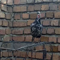 مرغ گلین|حیوانات مزرعه|شیروان (لرستان), |دیوار